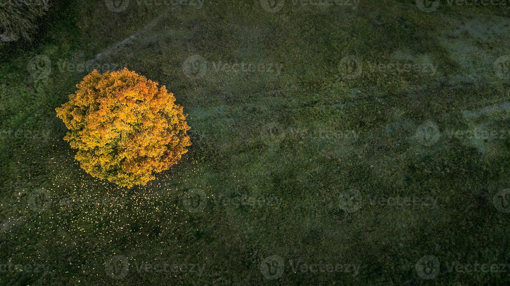 albero tra i campi in autunno foto