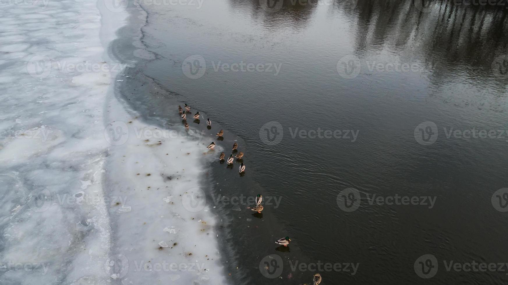 le anatre nuotano e si bagnano nell'acqua fredda di un lago ghiacciato foto