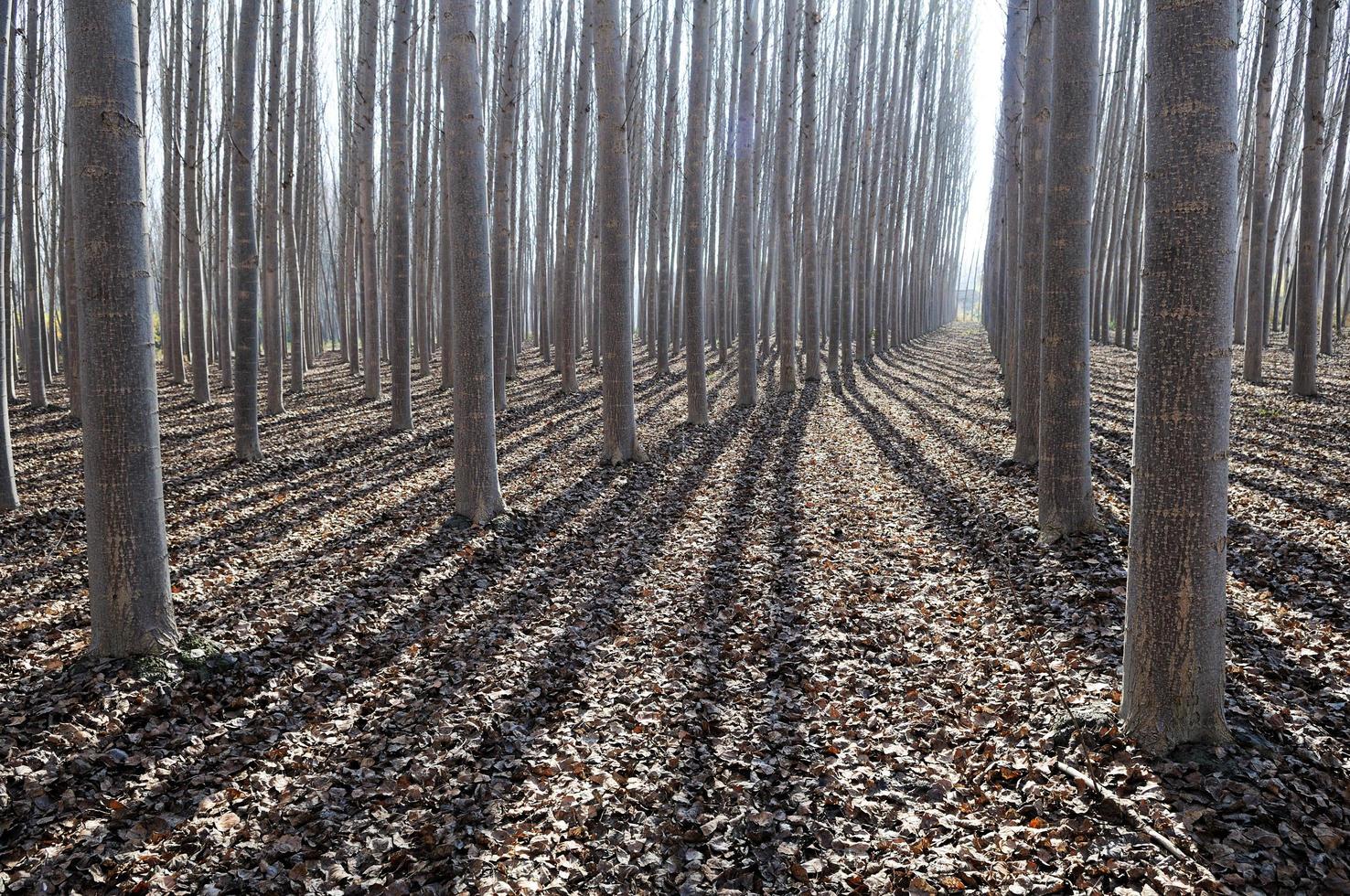 foresta di pioppi a fuente vaqueros, granada, andalusia foto