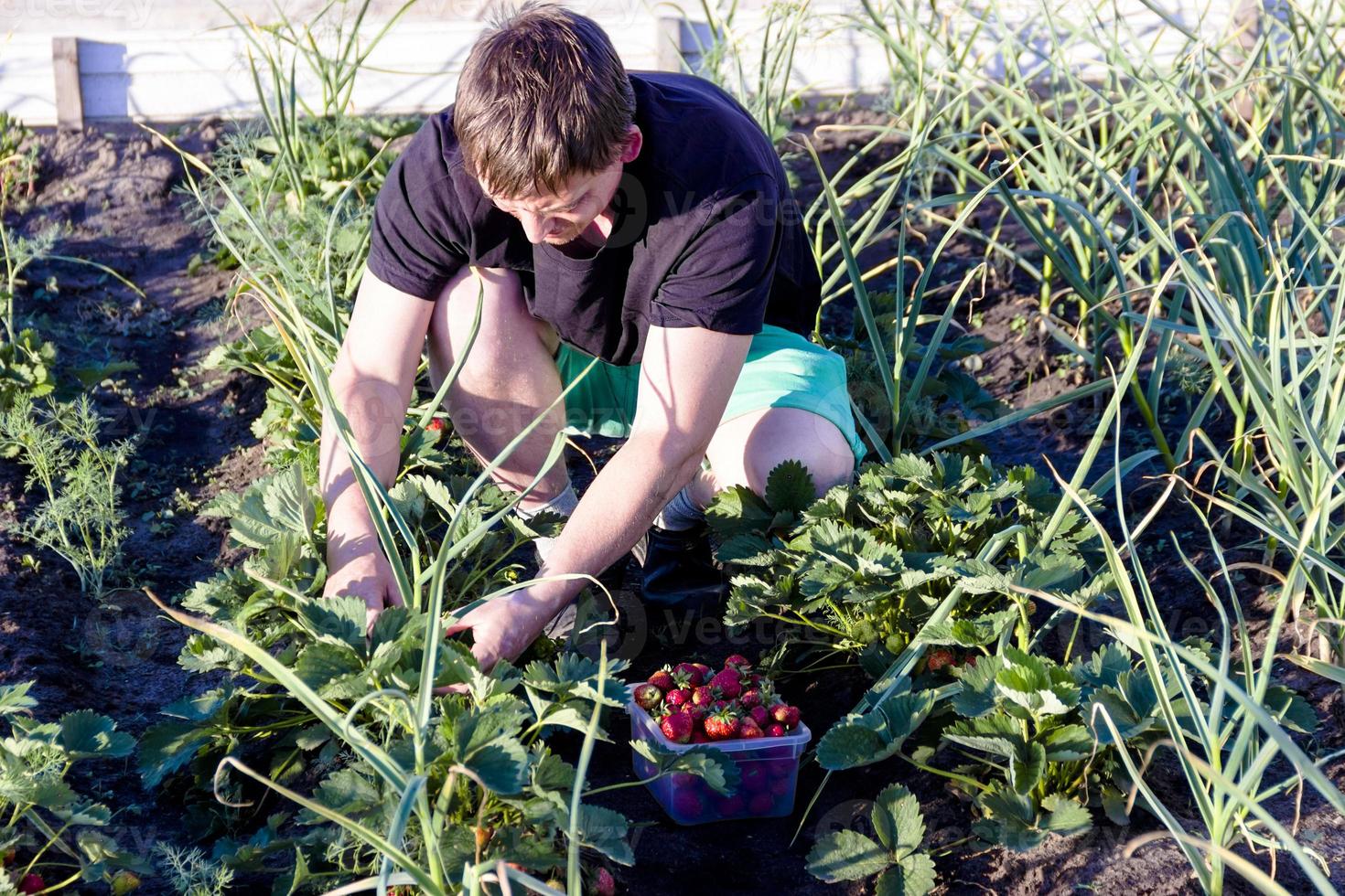 uomo che raccoglie le fragole in giardino foto