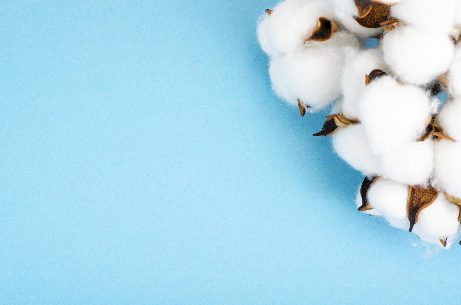 delicati fiori di cotone bianco soffice su sfondo di carta blu pastello, vista dall'alto. fibra organica naturale, materie prime per la fabbricazione del tessuto. foto in studio