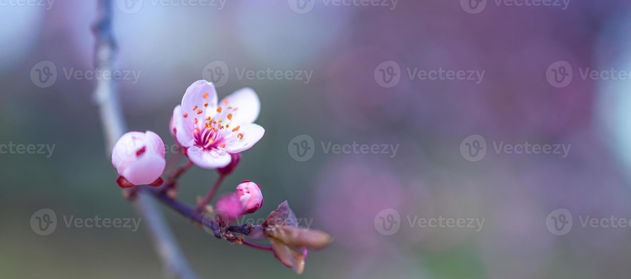 bella scena della natura primaverile con albero in fiore rosa. primo piano tranquillo della natura di primavera estate e sfondo sfocato della foresta. natura idilliaca foto