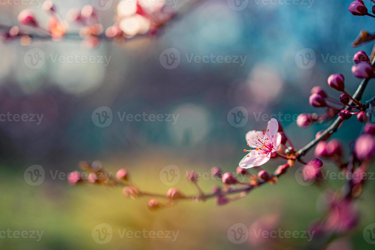 bella scena della natura primaverile con albero in fiore rosa. primo piano tranquillo della natura di primavera estate e sfondo sfocato della foresta. natura idilliaca foto