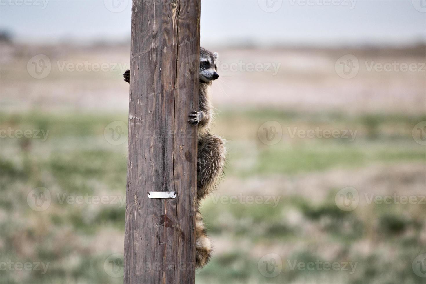 racoon che nasconde il palo del telefono foto