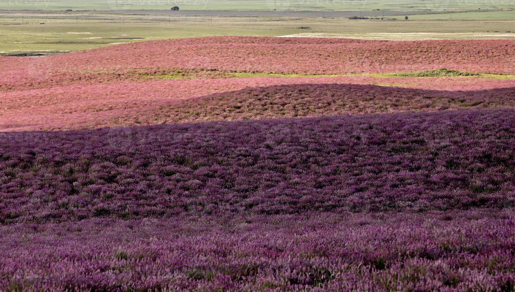 erba medica fiore rosa foto