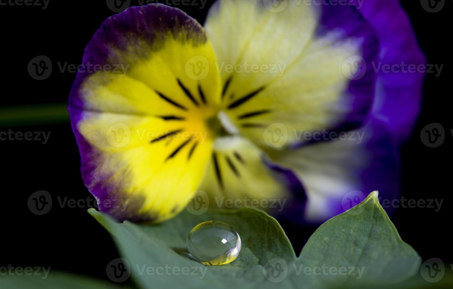 viola del pensiero da vicino foto