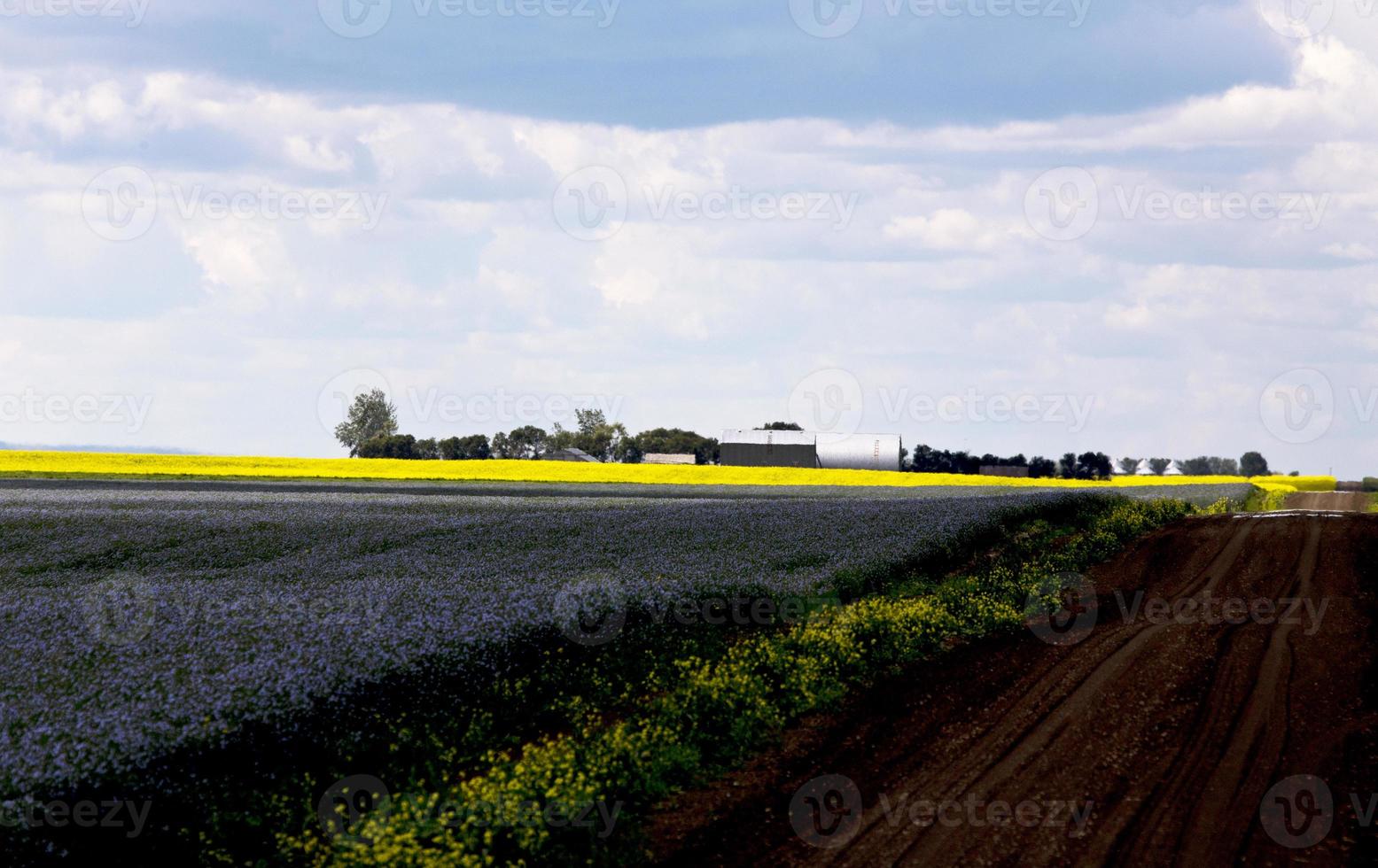 raccolto di lino e colza foto