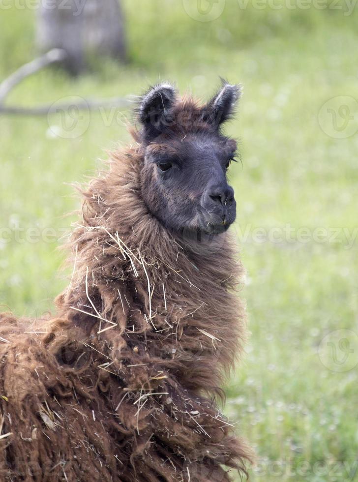 lama alpaca canada foto