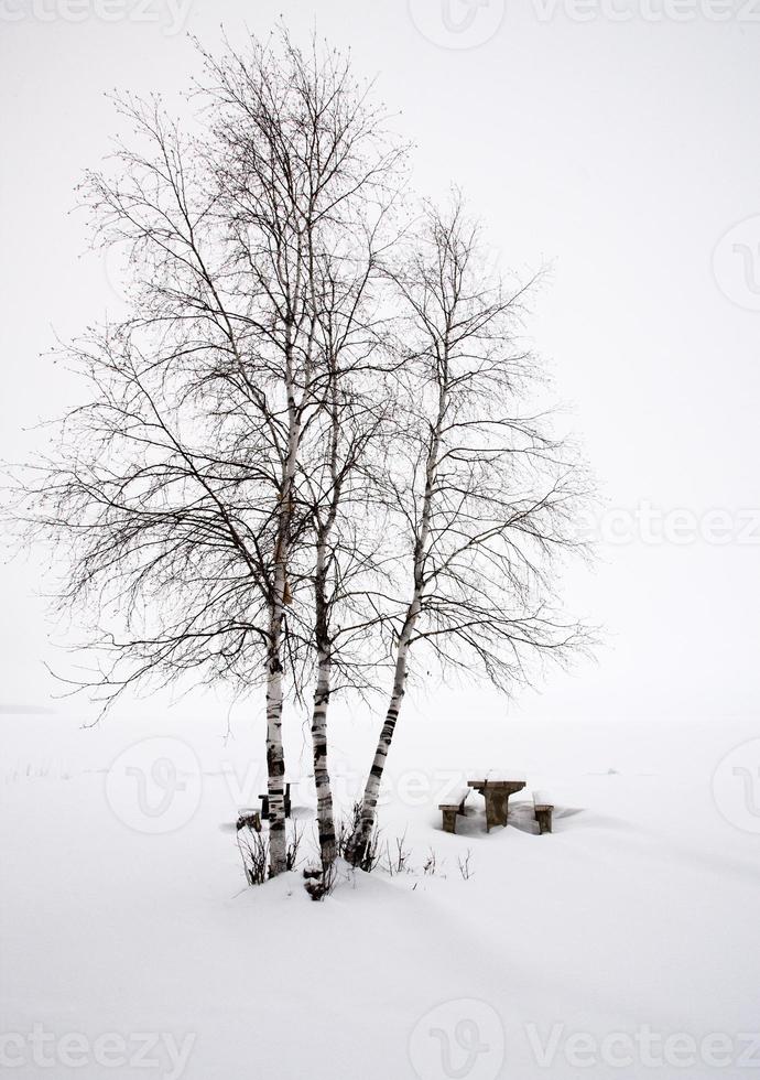 alberi di pioppo tremulo canada foto