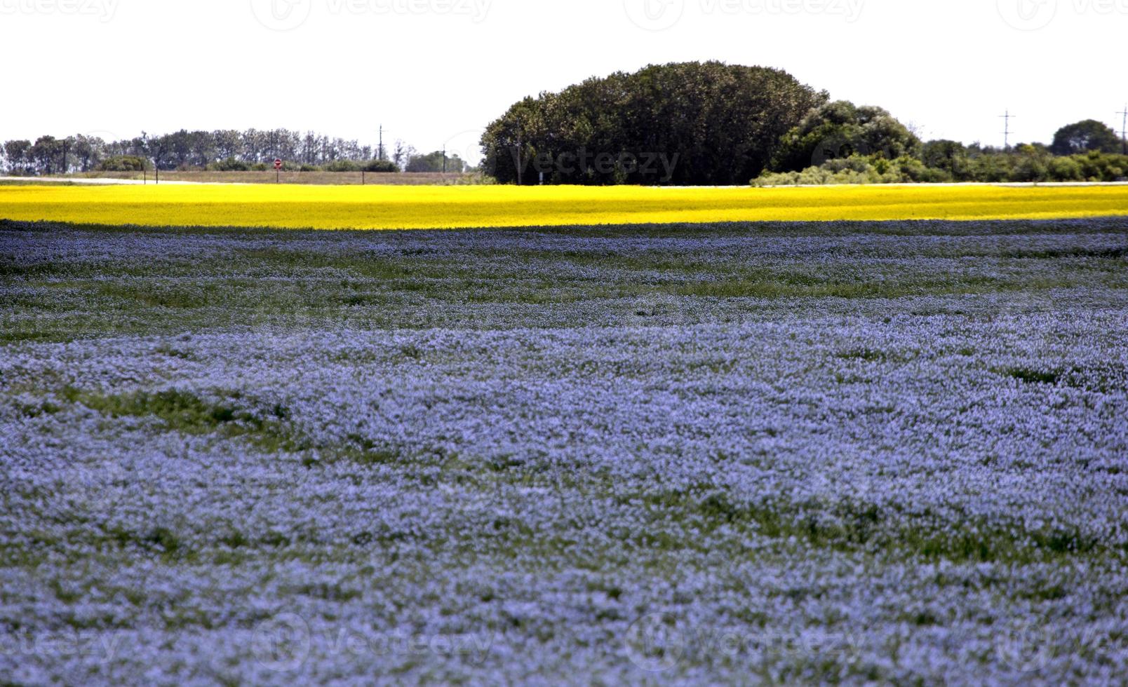 fiore di lino blu foto