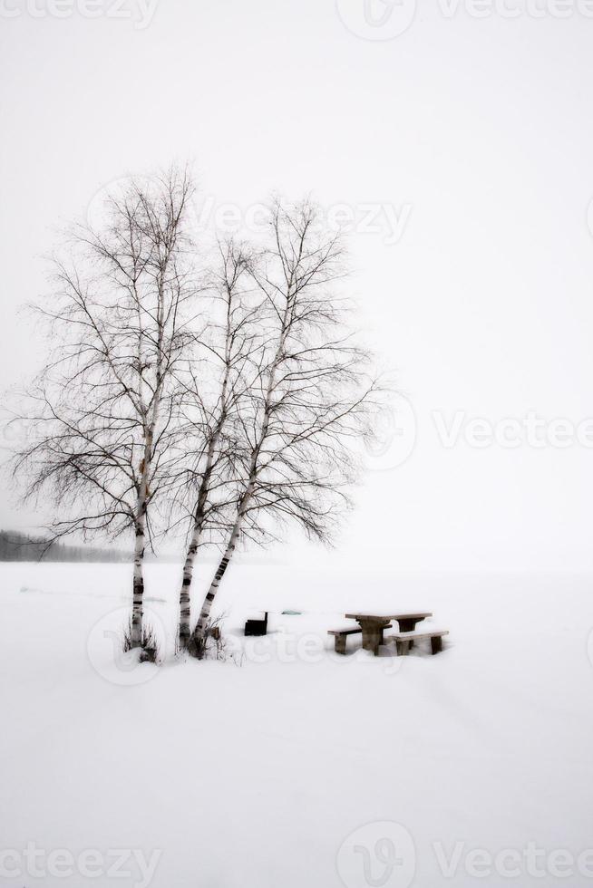 alberi di pioppo tremulo canada foto