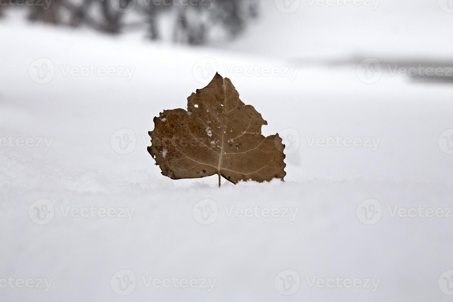 scena invernale della prateria foto