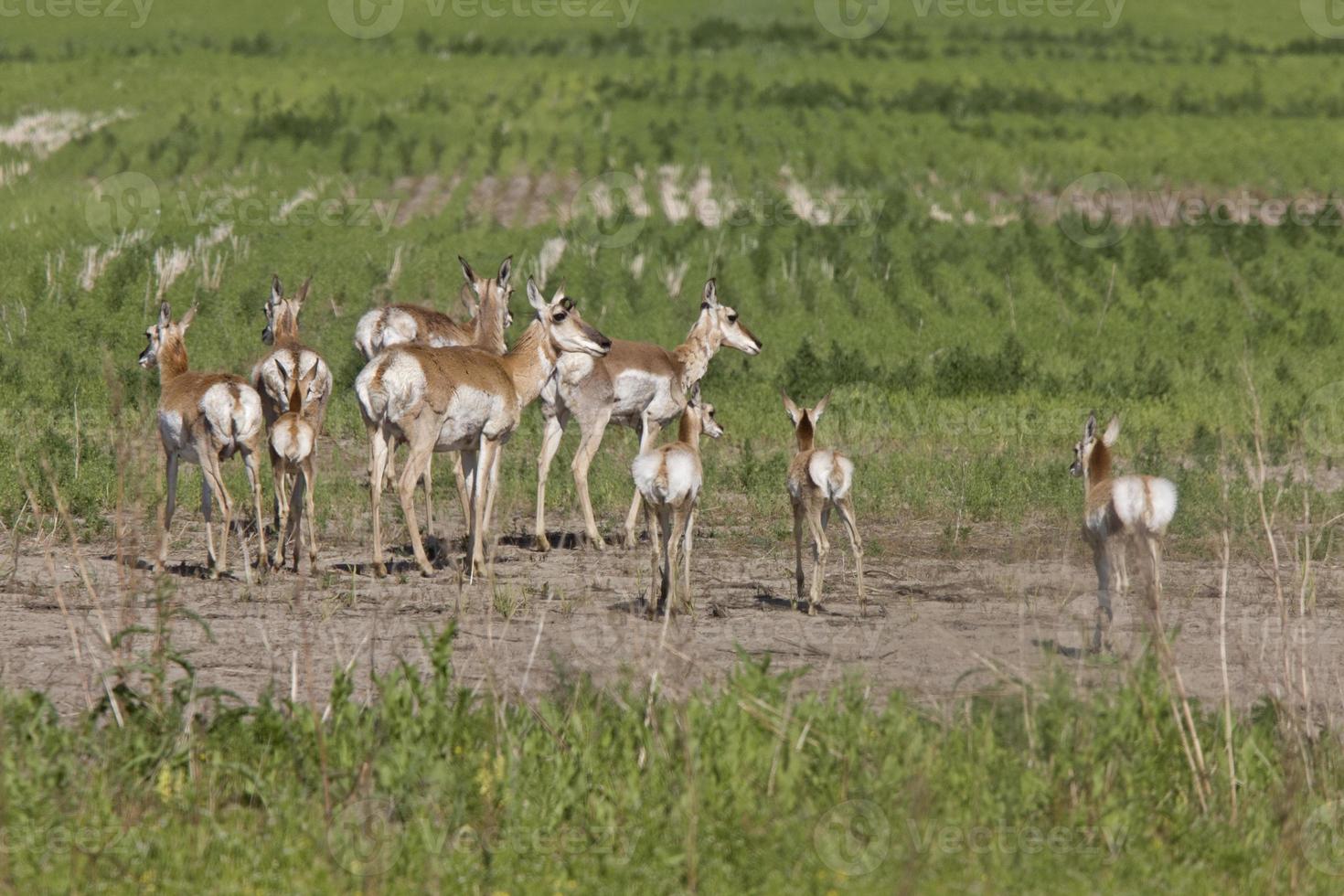 antilope pronghorn con giovani foto