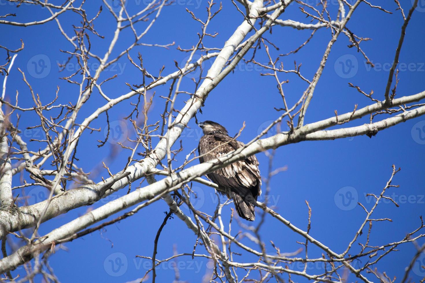 aquila reale nell'albero foto