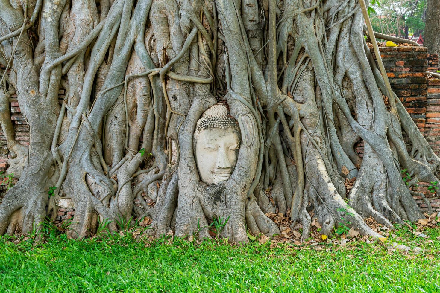 statua della testa di buddha con intrappolato nelle radici dell'albero di bodhi a wat mahathat foto