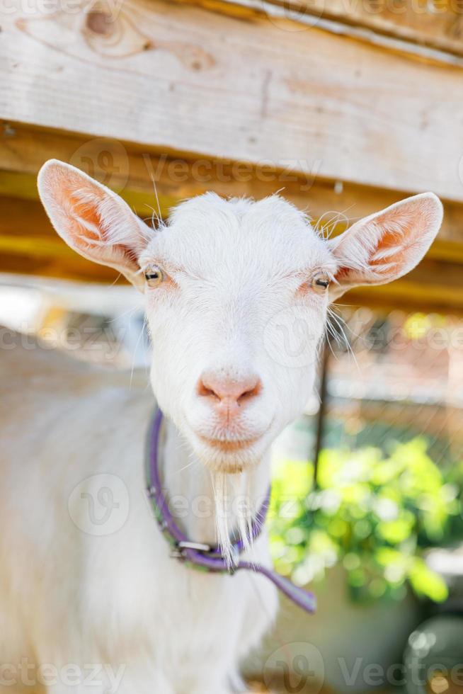 carino capretto ruspante su fattoria di animali ecologici naturali organici che pascolano liberamente in cortile su sfondo ranch. capre domestiche pascolano al pascolo. bestiame moderno, agricoltura ecologica. diritti degli animali. foto