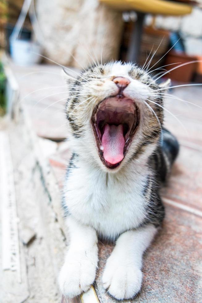 gattino che sbadiglia - gatto tabby gattino sdraiato sul pavimento che gioca e sbadiglia foto