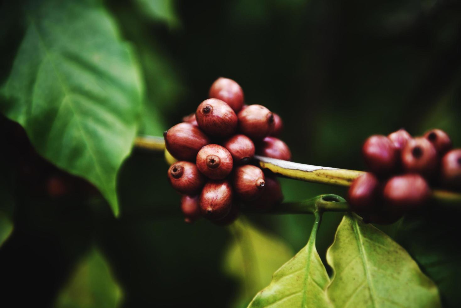 chicco di caffè fresco sulla pianta del caffè - bacche di caffè arabica agricoltura sul ramo con sfondo scuro foto
