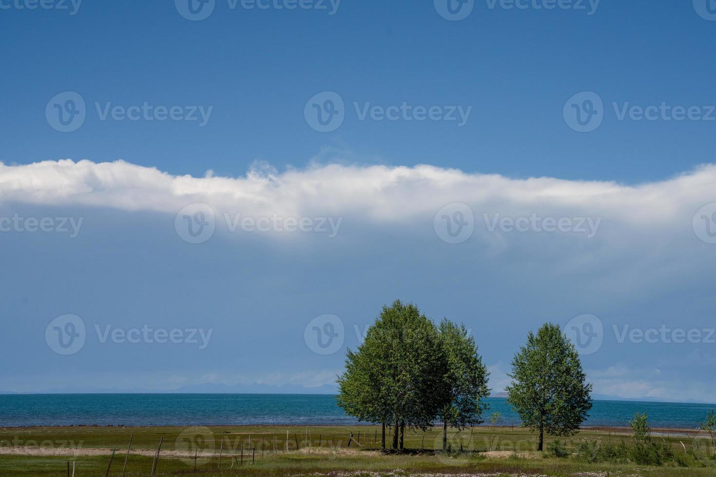 ci sono alcuni alberi prominenti sulla prateria sotto il cielo blu e nuvole bianche vicino al lago qinghai foto
