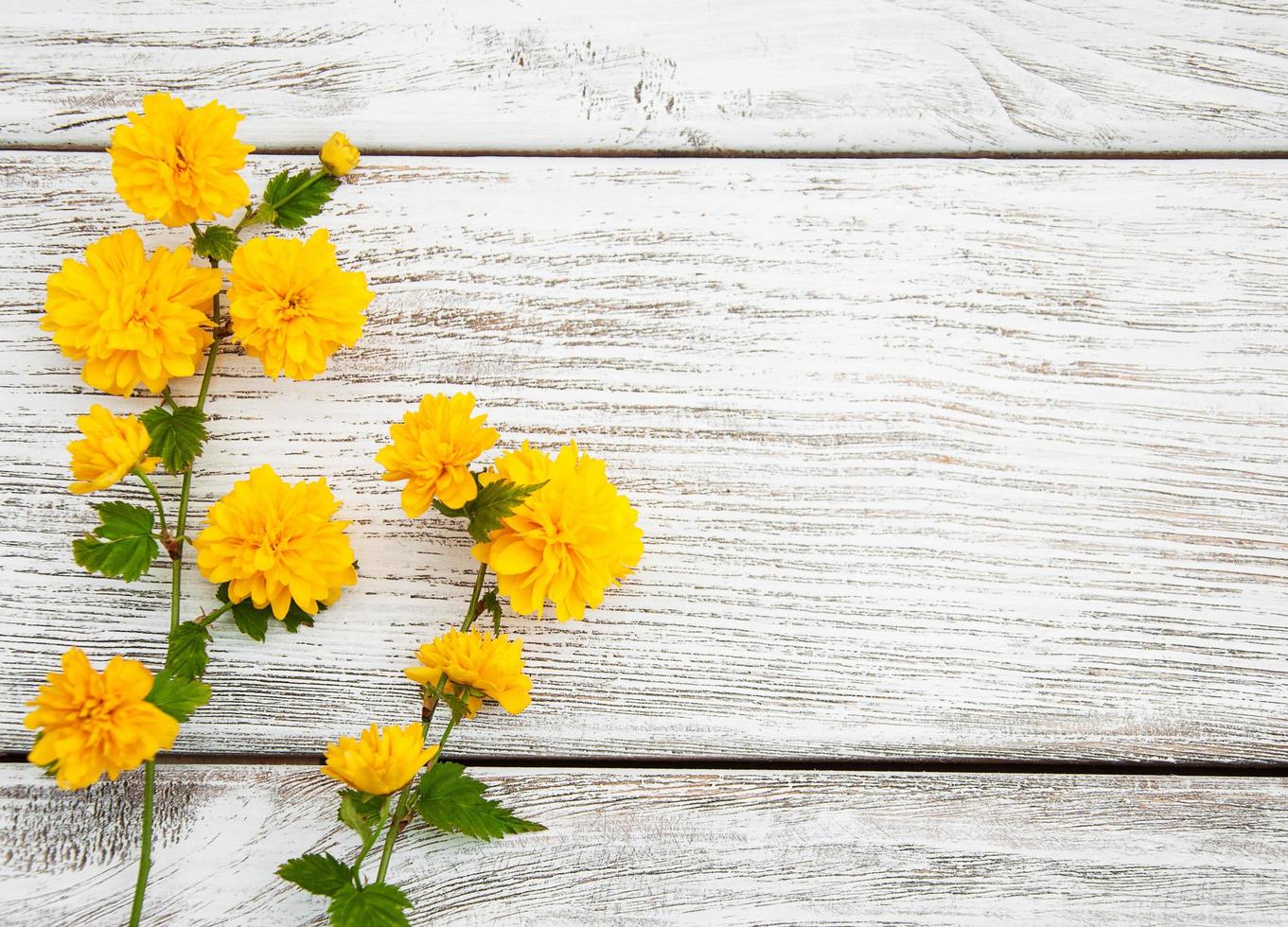 fiori gialli della pleniflora foto