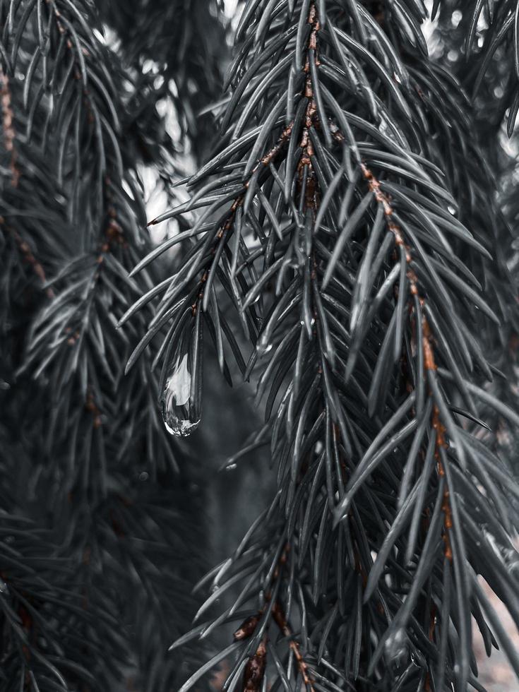 ramo di abete, aghi di abete bianco-nero foto