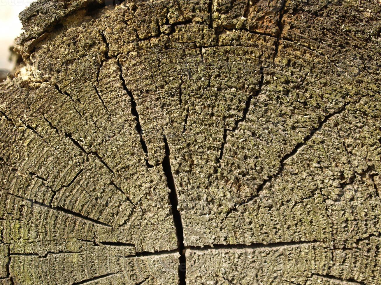 struttura di legno marrone sfondo foto