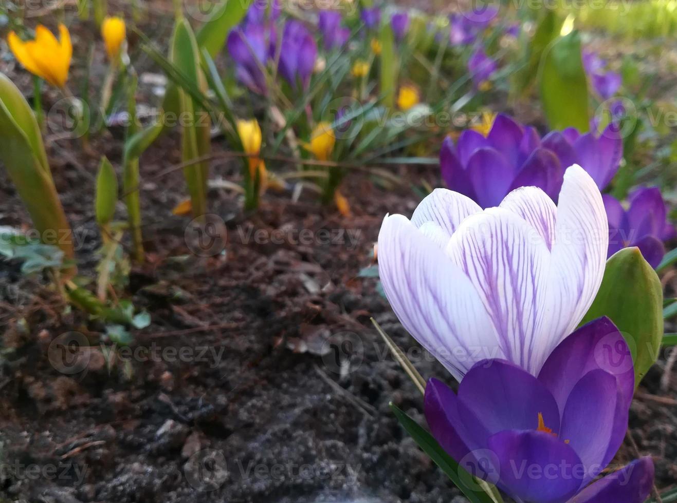 i crochi stanno fiorendo nel giardino. striscione bianco con strisce viola e fiori primaverili viola. posto per il testo. modello per poster da cartolina, foto