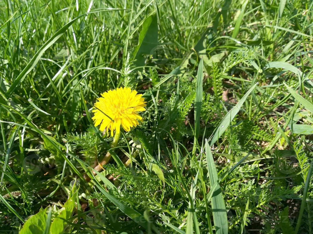 il dente di leone giallo fiorisce nell'erba verde primaverile in una giornata di sole. posto per testo, copia spazio foto