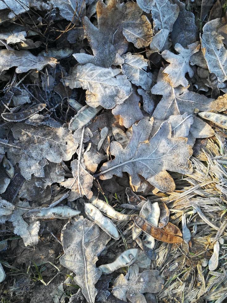 gelo sulle foglie cadute. sfondo della stagione fredda dell'anno. autunno inverno. foto