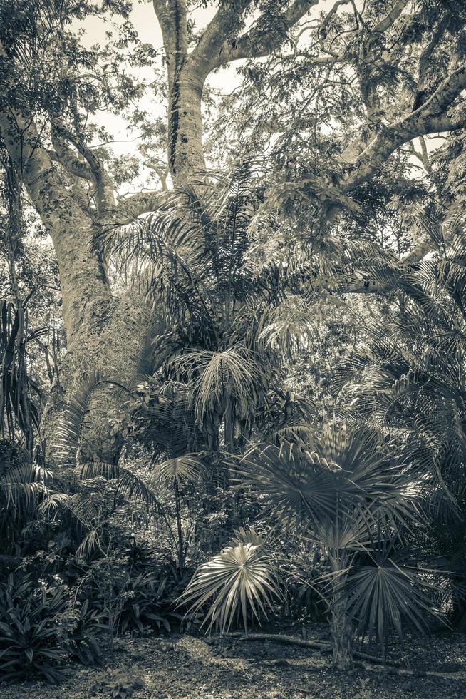 giungla naturale tropicale foresta piante alberi muyil rovine maya messico. foto