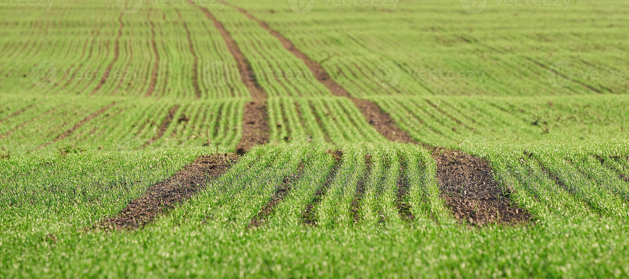 nuovi germogli di grano invernale su un campo primaverile. foto