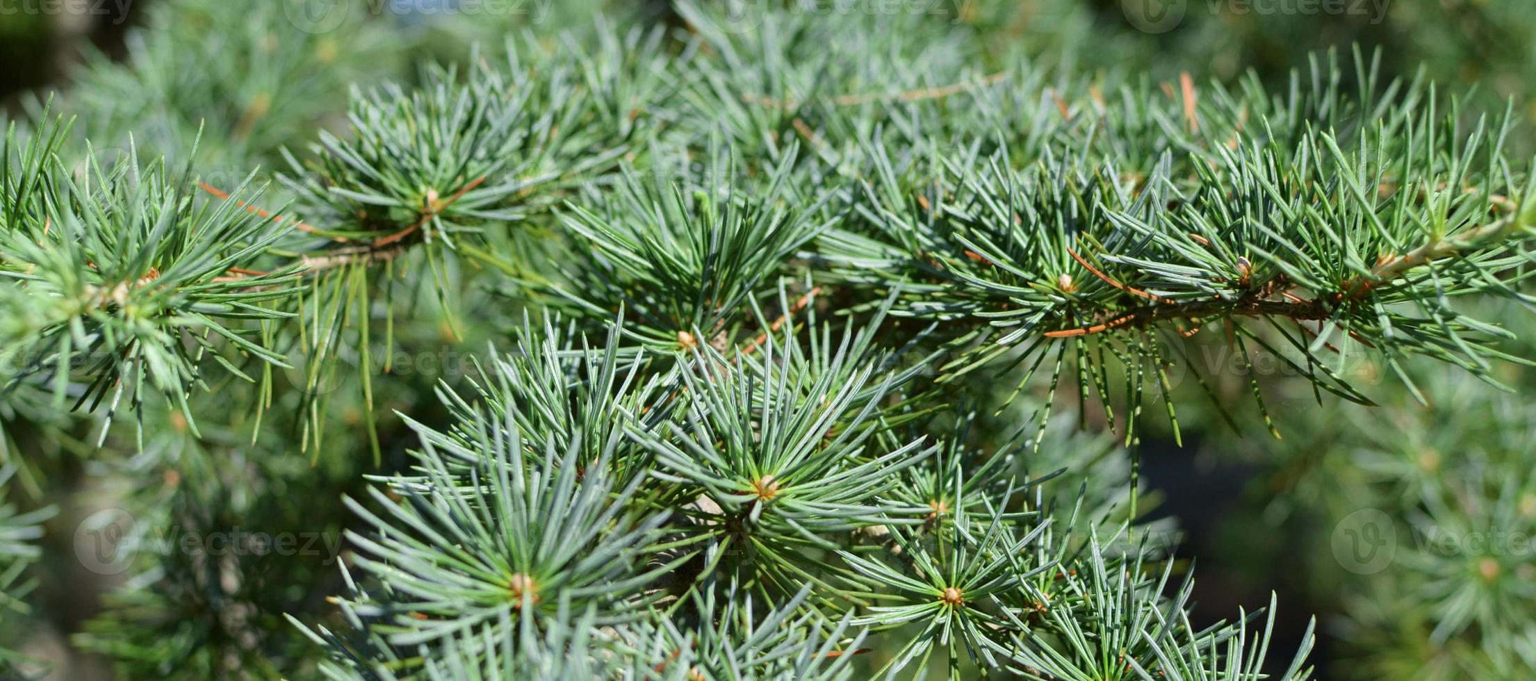 dettaglio di un albero aghiforme foto