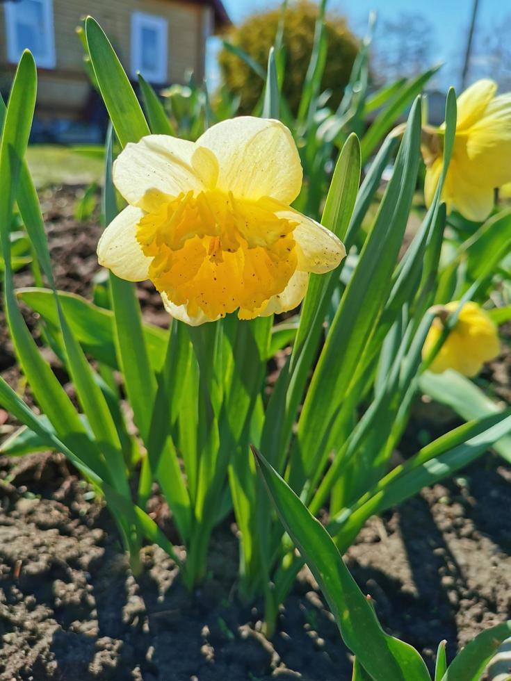 fiori da giardino narciso foto