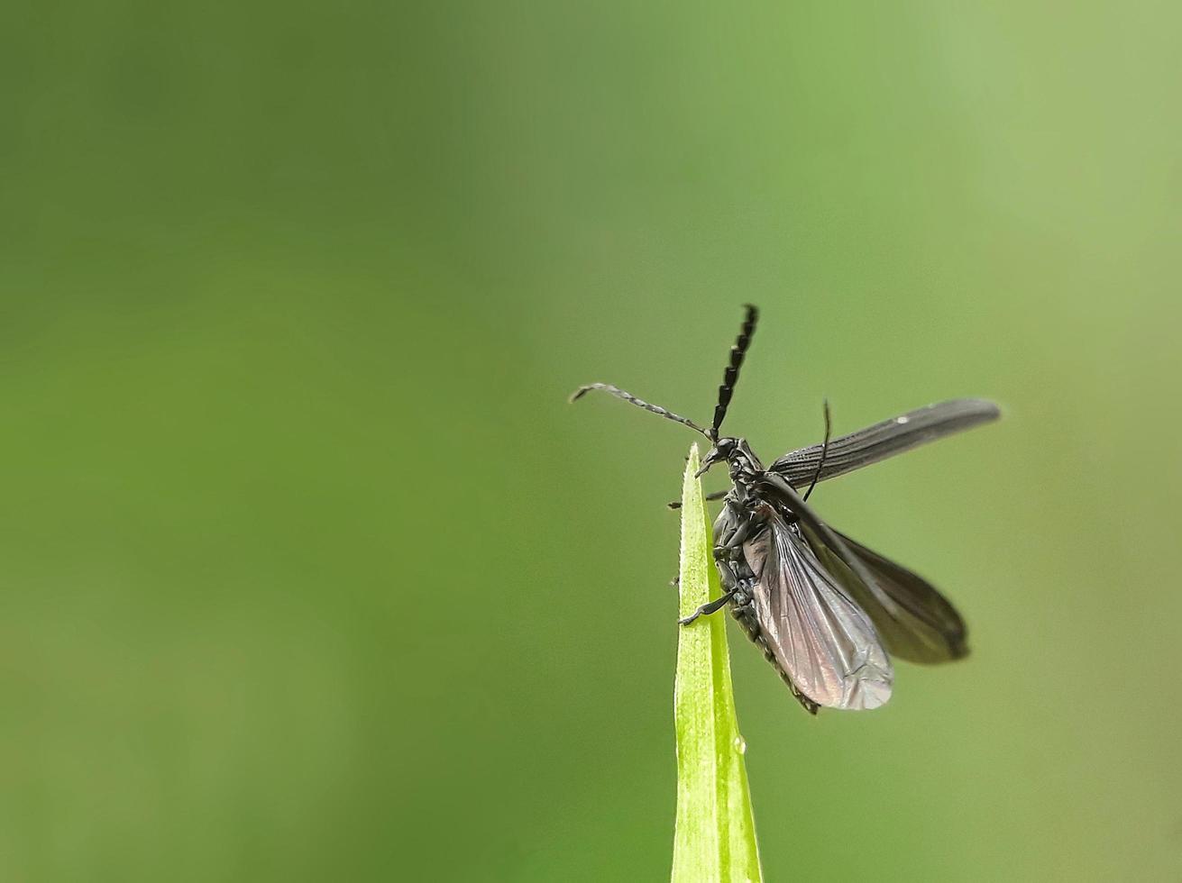 piccoli insetti neri si preparano a volare planate foto