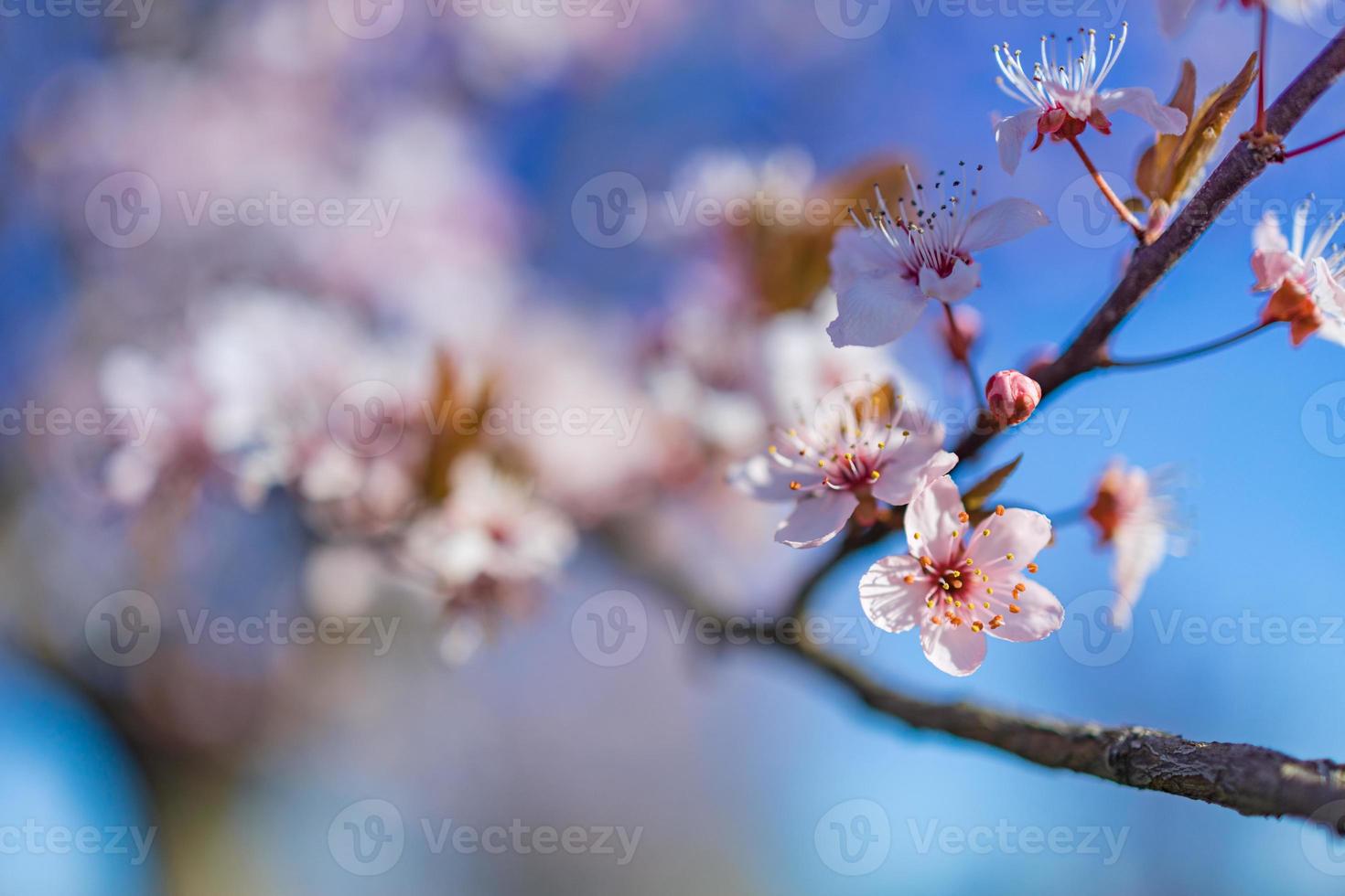 bella scena della natura primaverile con albero in fiore rosa. vista del primo piano di primavera artistica floreale romantica fantastica. fiori e paesaggio naturale sfocato foto