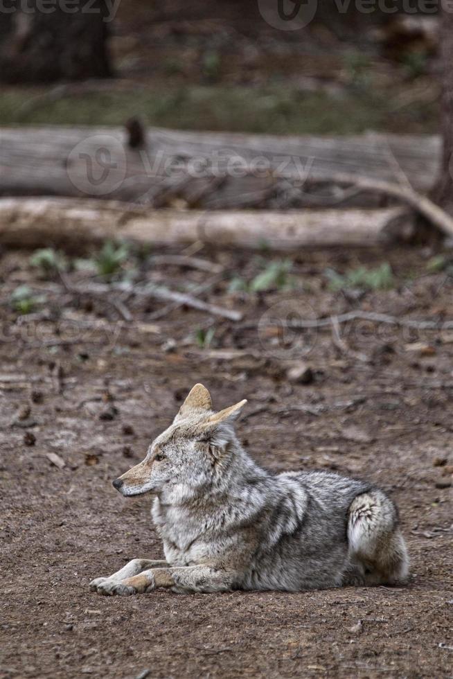 lupo selvatico del legno foto