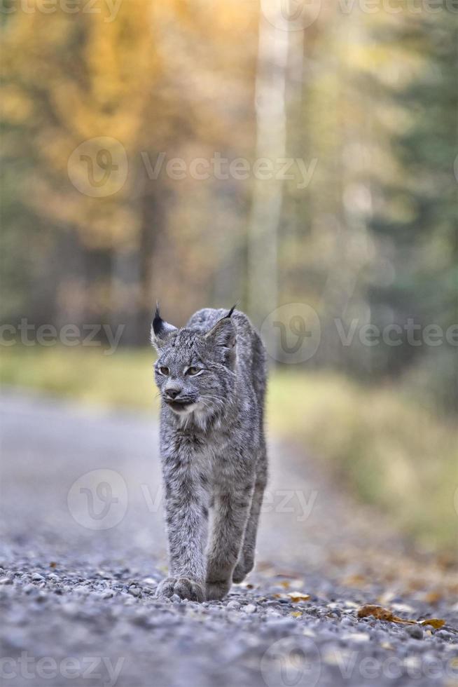 lince di montagna rocciosa foto