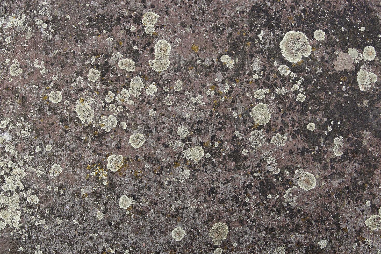 roccia con licheni foto
