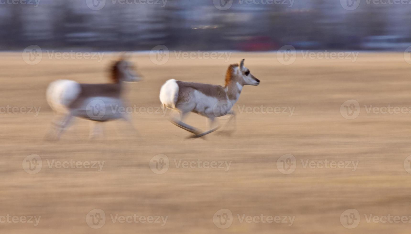 antilope pronghorn saskatchewan canada foto