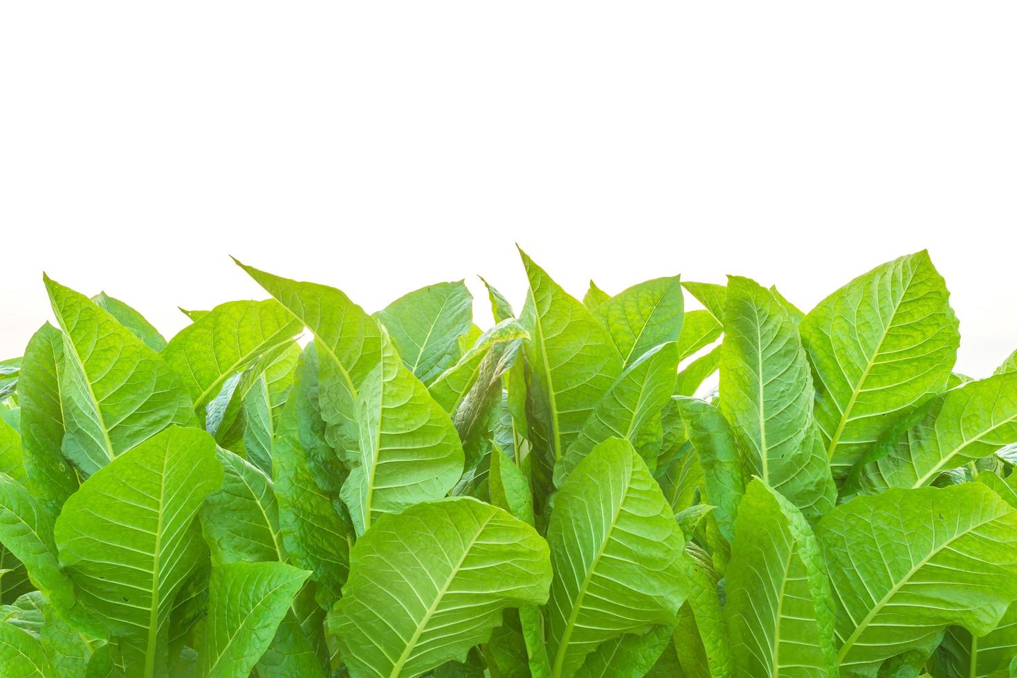 pianta di tabacco nel campo della provincia di sukhothai, nel nord della thailandia. campo di tabacco isolato su sfondo bianco foto