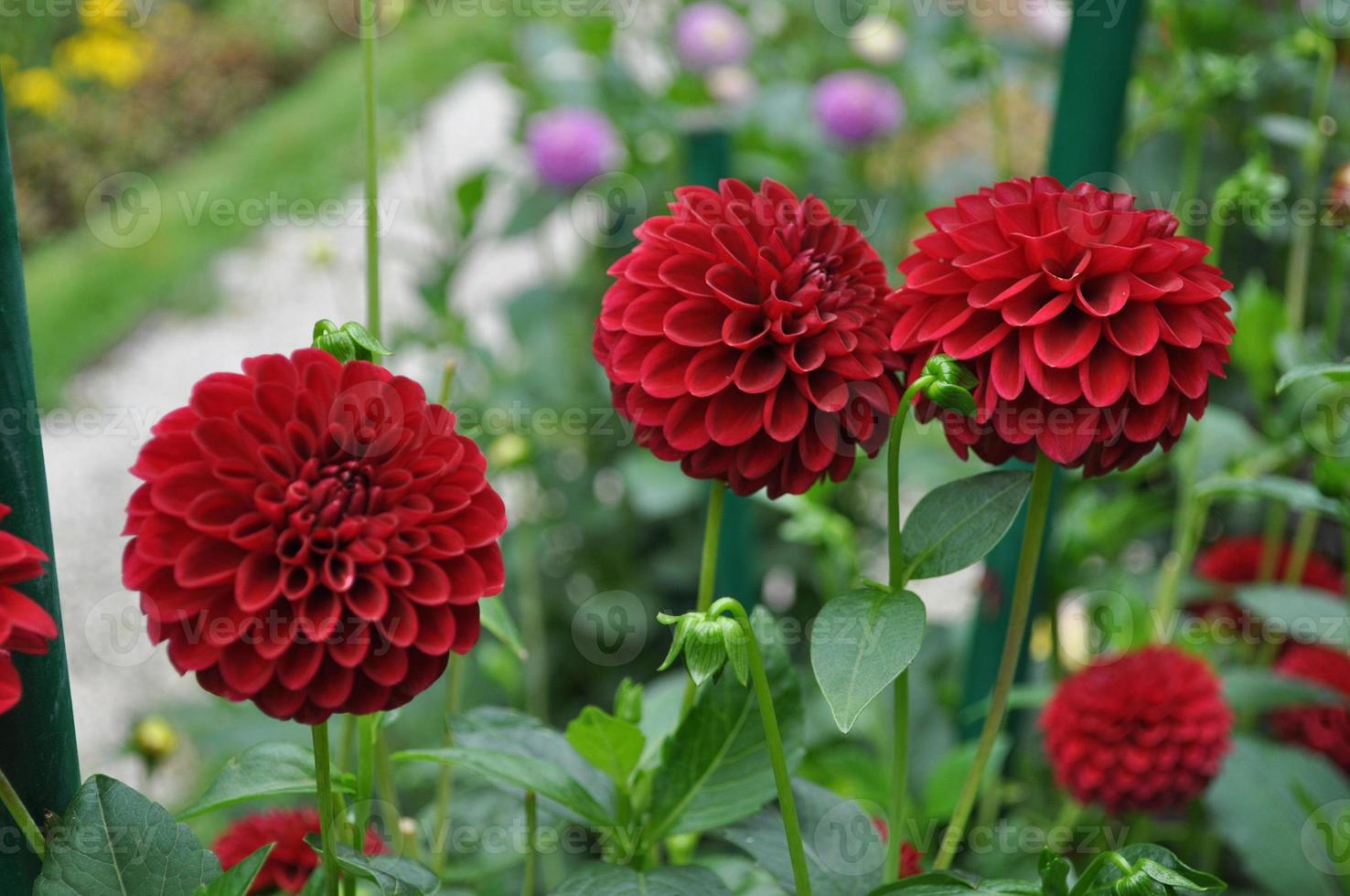 fiore rosso della dalia foto