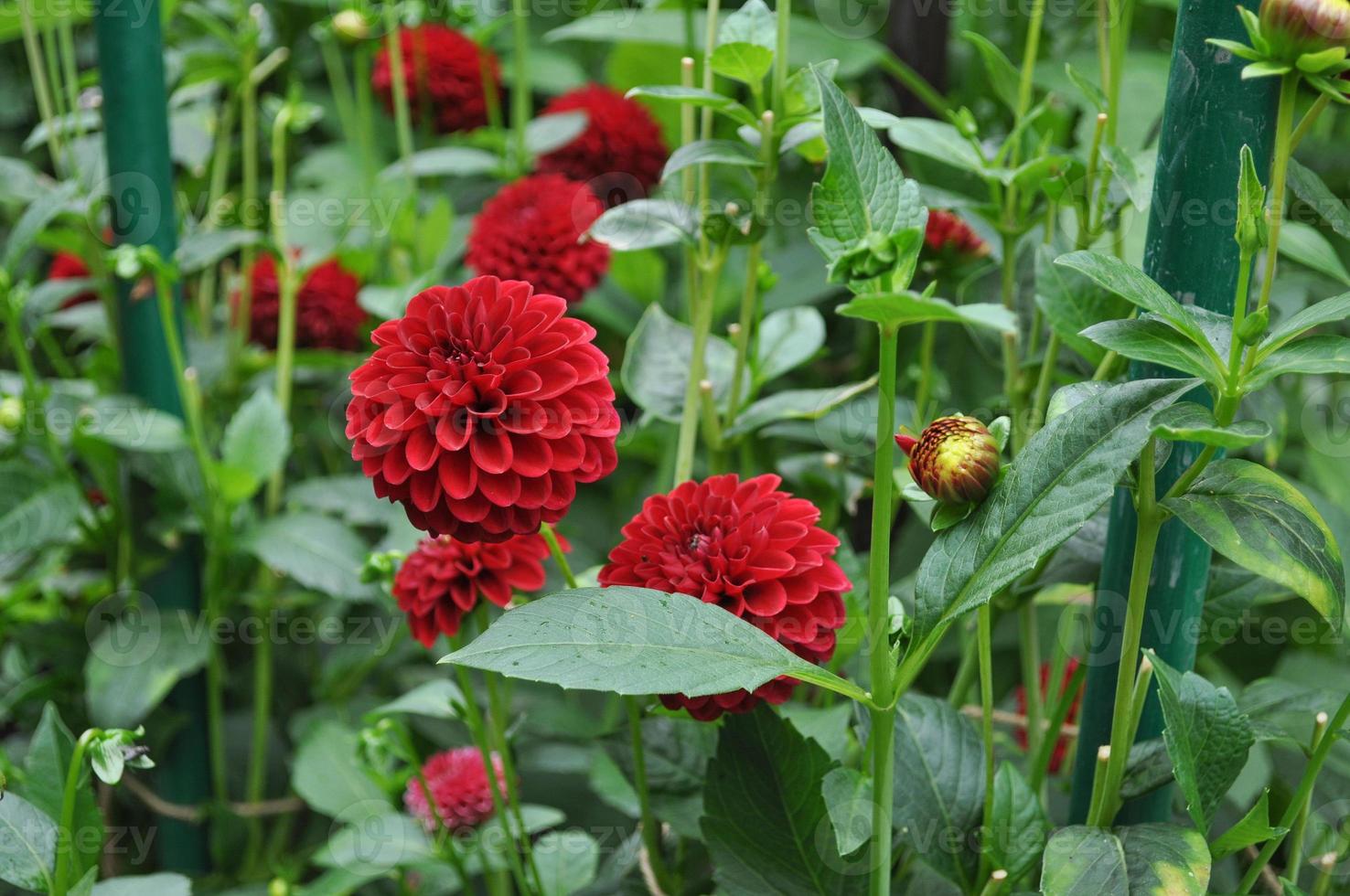 fiore rosso della dalia foto