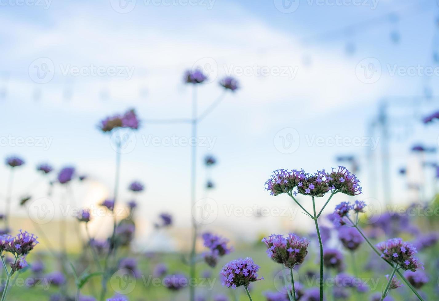 giardino di fiori di verbena nella stagione primaverile foto