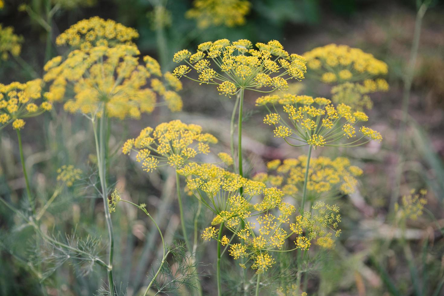 pianta e fiore di aneto come sfondo agricolo foto