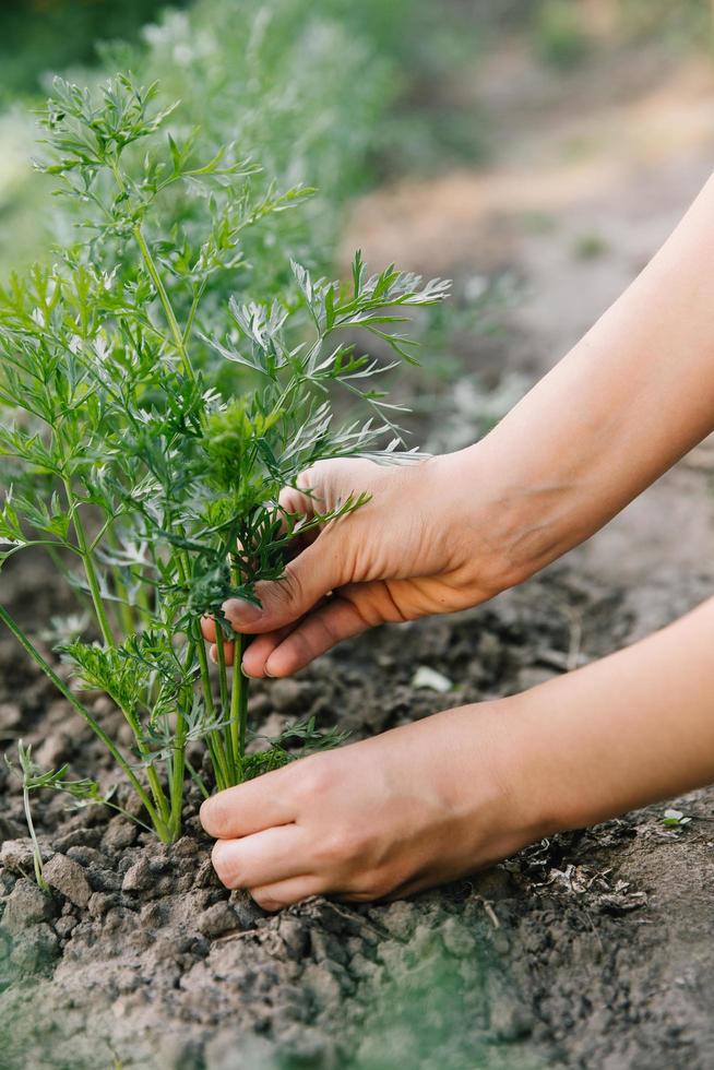 lavorare nell'orto biologico, prendersi cura delle giovani piantine e trapiantare le giovani piante nel terreno dell'orto. foto