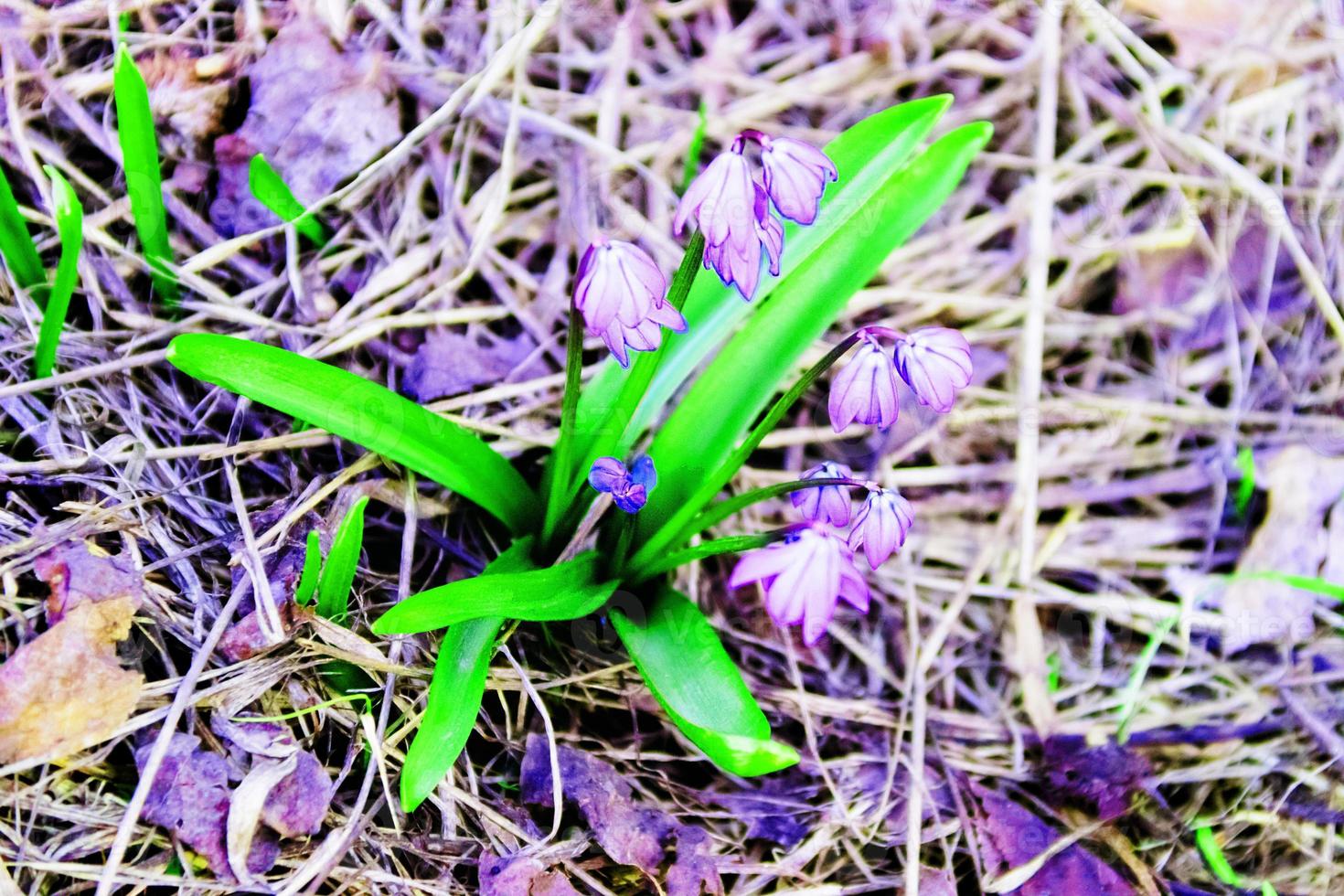 primo piano di bellissimi fiori primaverili blu foto