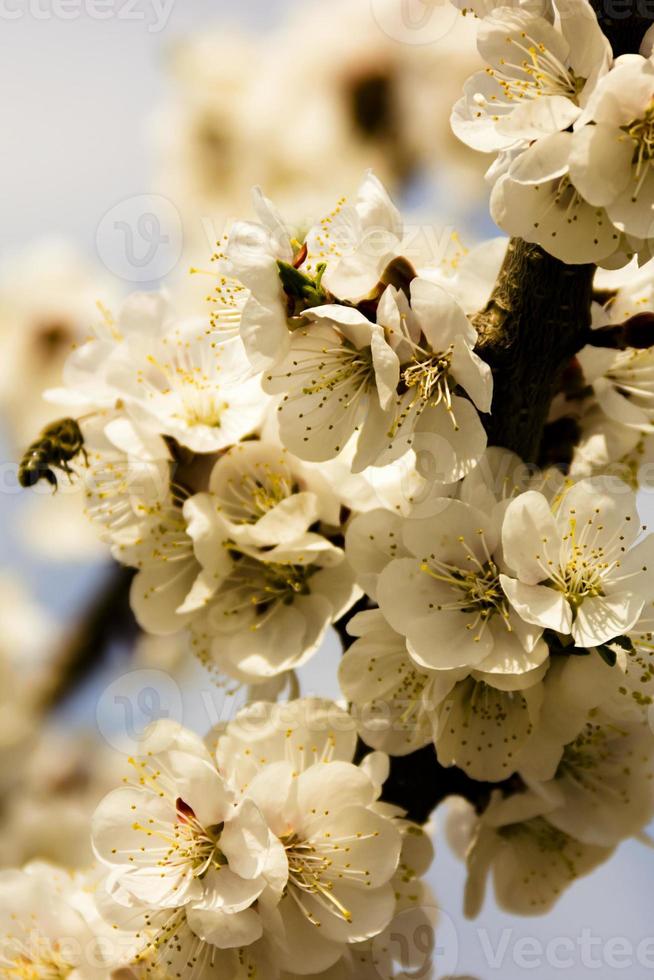 fiori bianchi e boccioli di un albero di albicocche in primavera sbocciano foto