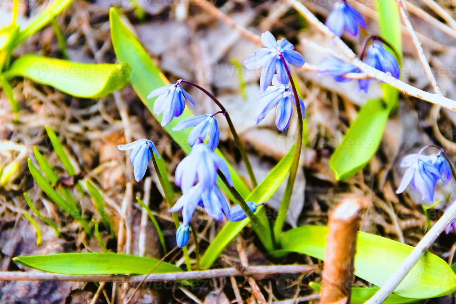 primo piano di bellissimi fiori primaverili blu foto