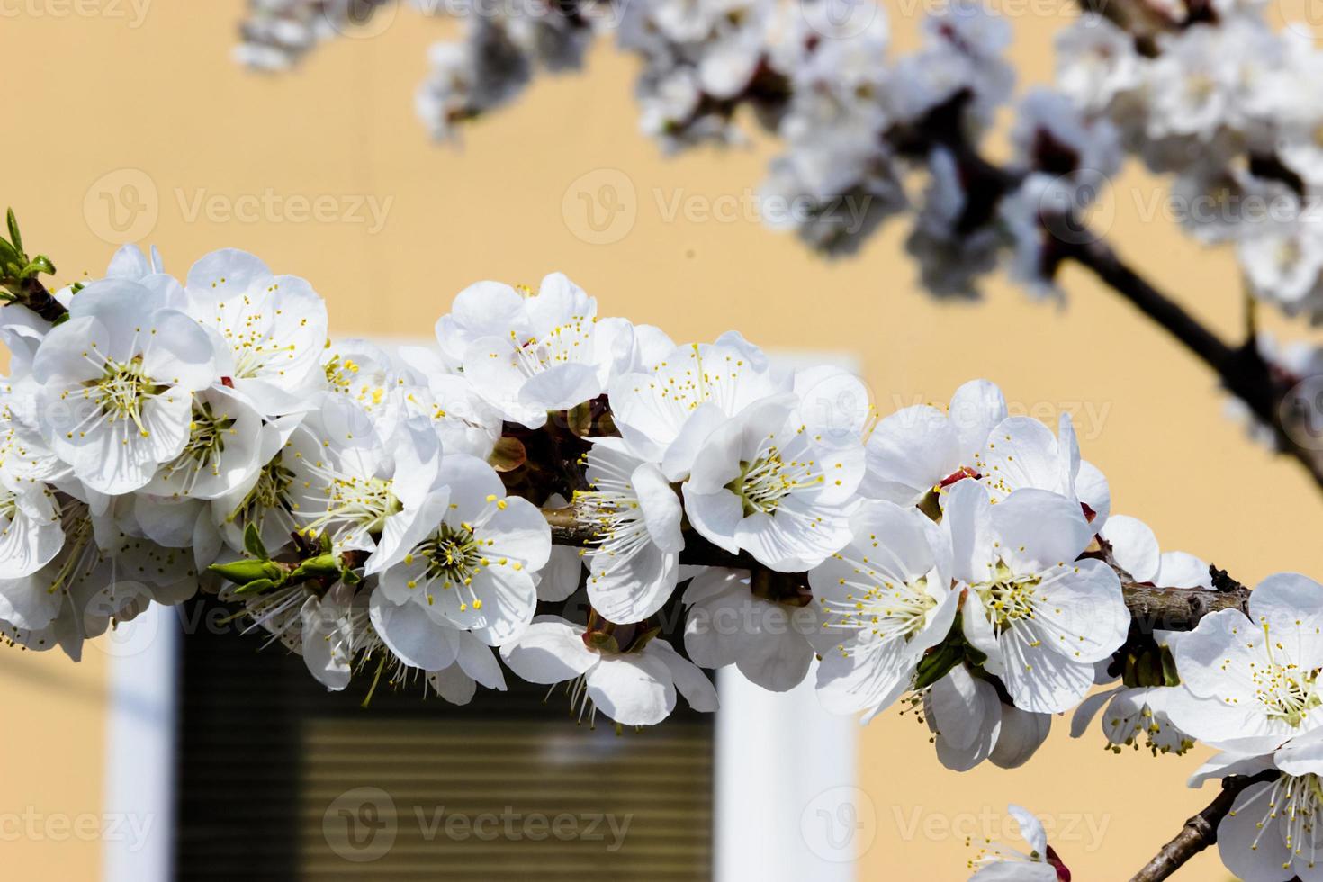 fiori bianchi e boccioli di un albero di albicocche in primavera sbocciano foto