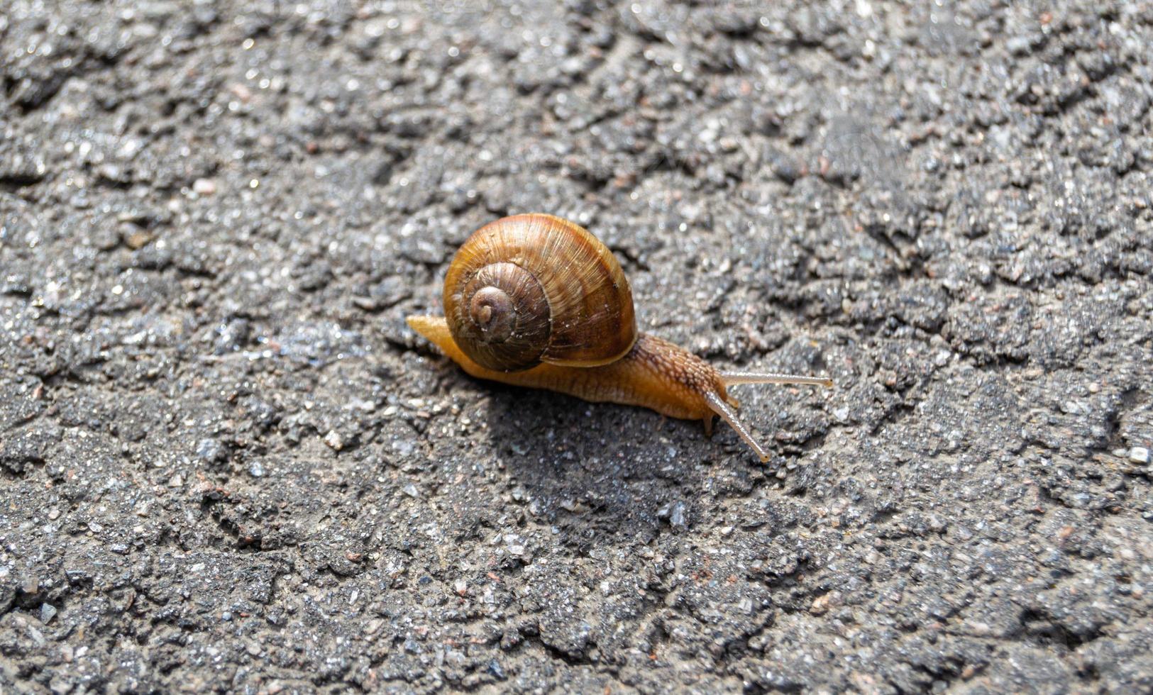 grande lumaca da giardino nel guscio che striscia sulla strada bagnata foto